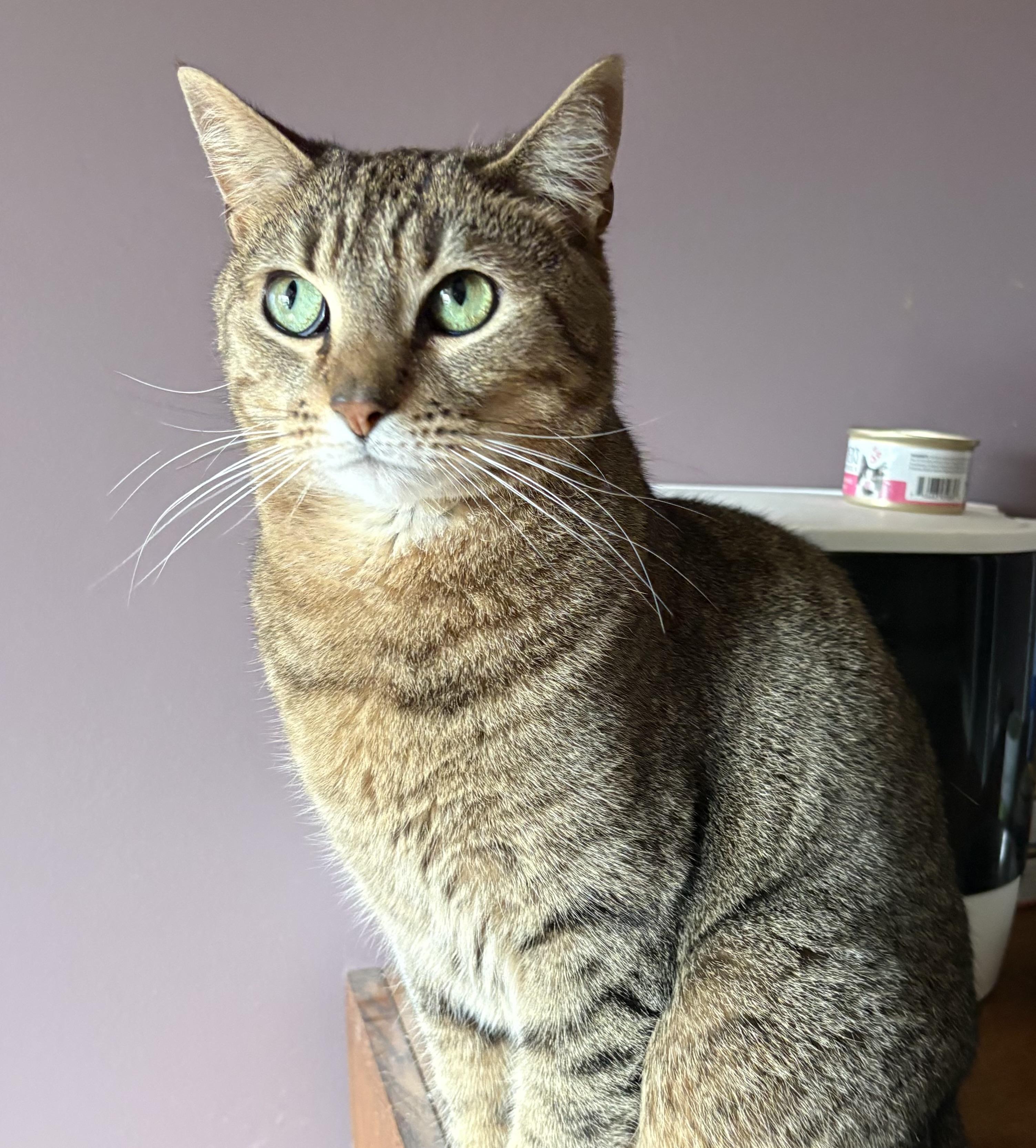 Toots, Adoptable, Adult Male Domestic Short Hair.