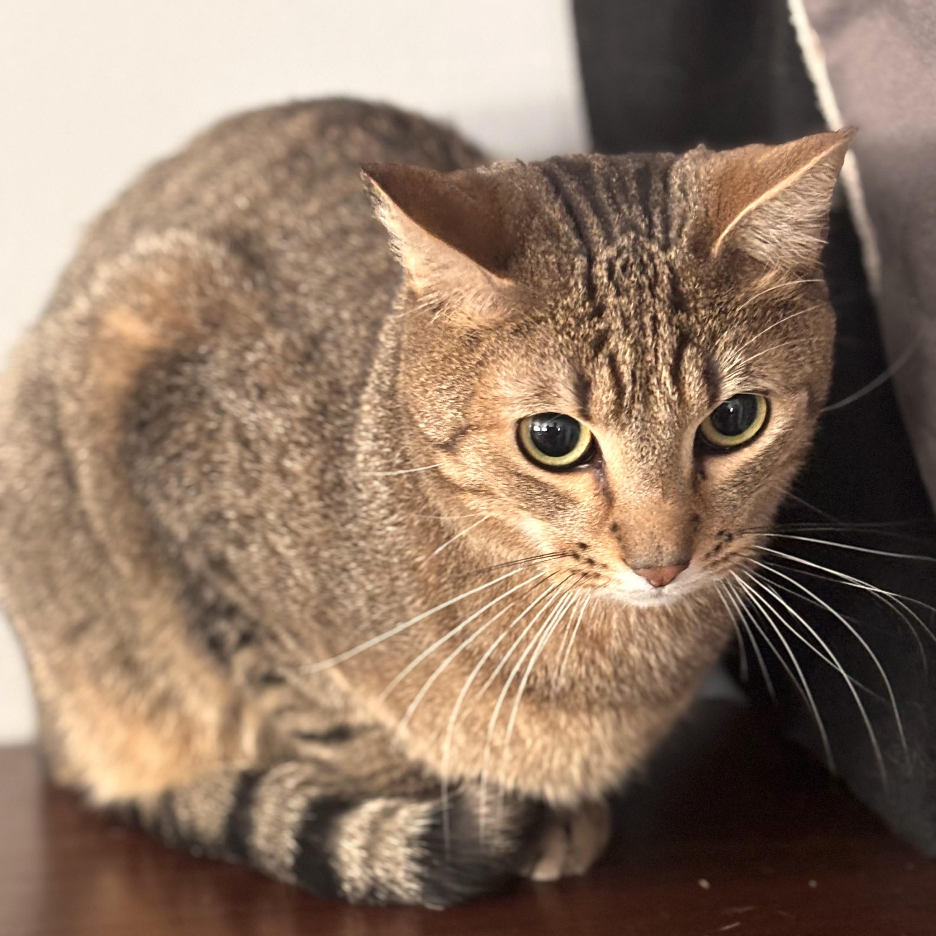 Toots, a Adoptable Domestic Short Hair in Philadelphia, PA image 4/6