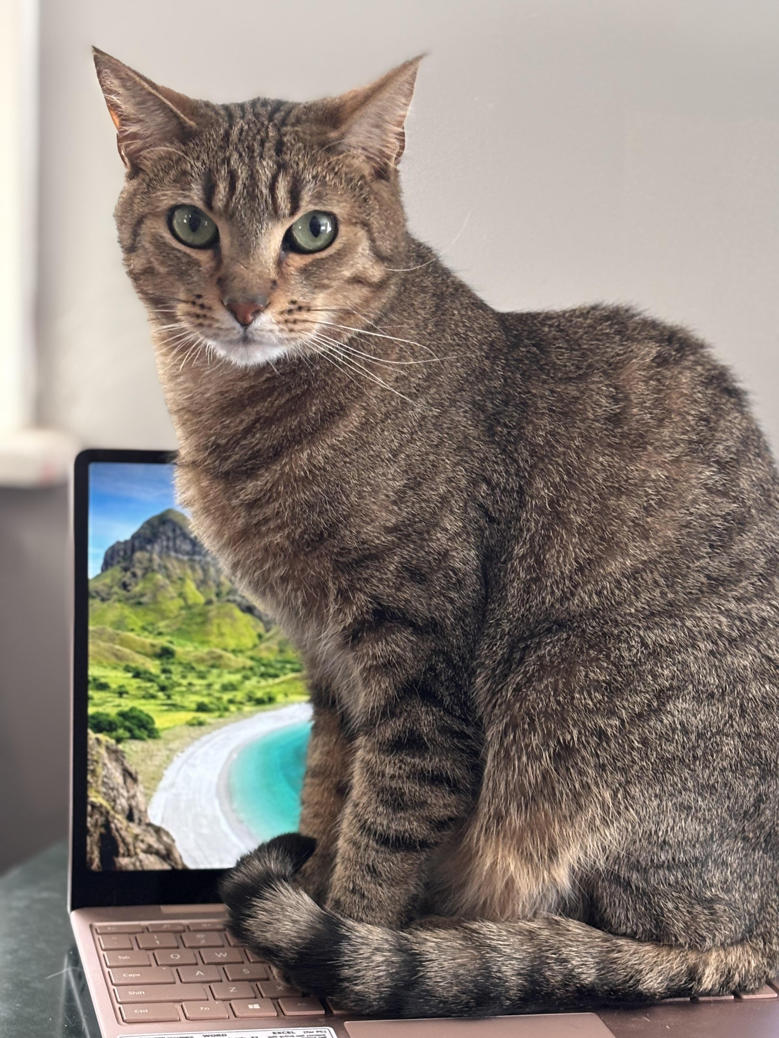 Toots, a Adoptable Domestic Short Hair in Philadelphia, PA image 3/6