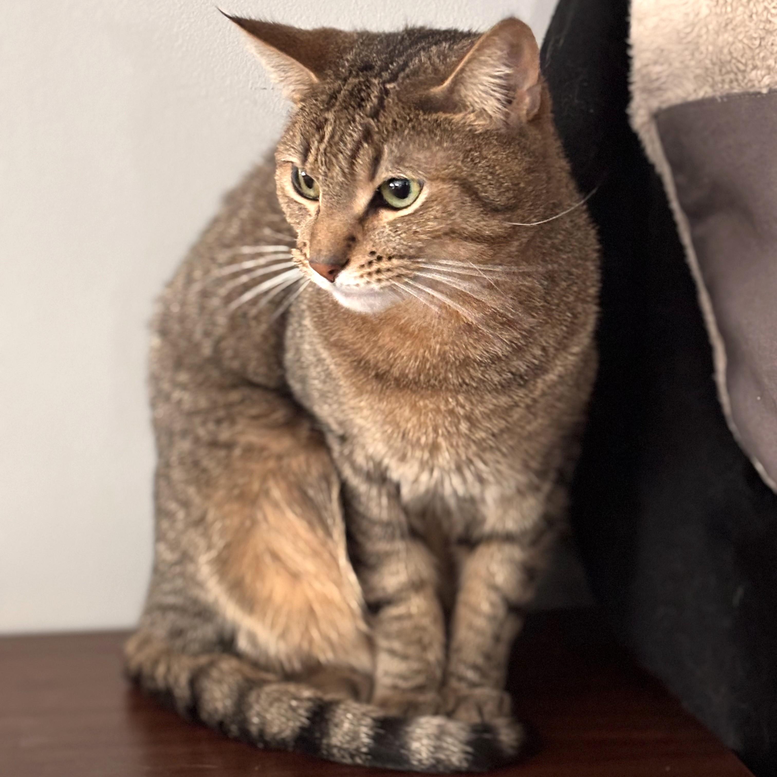 Toots, Adult Male Domestic Short Hair