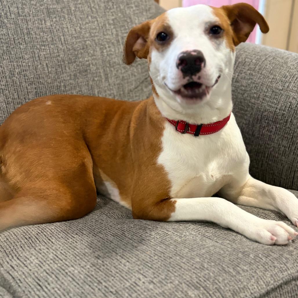 Scarlett, Adoptable, Young Female Mixed Breed.