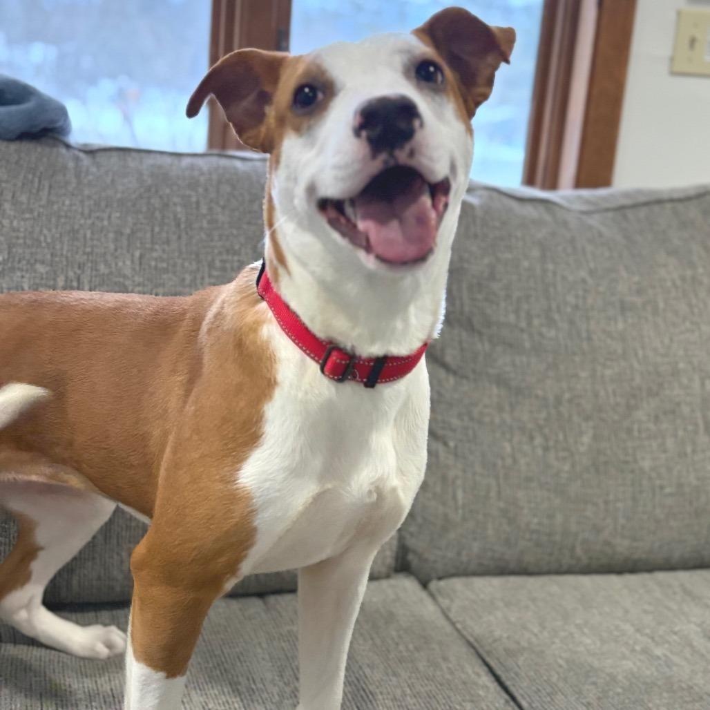 Enlarge Scarlett - in Foster!, a Adoptable Mixed Breed in Morrisville, VT image 1/6