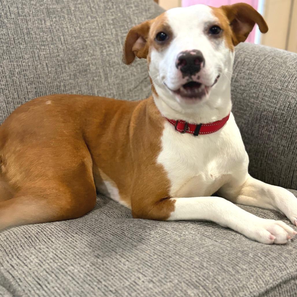 Enlarge Scarlett - in Foster!, a Adoptable Mixed Breed in Morrisville, VT image 2/6