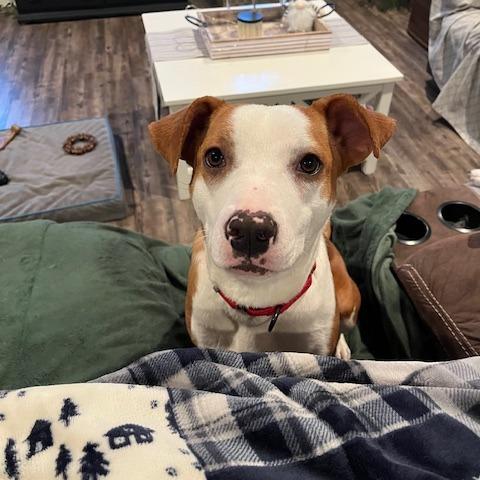 Enlarge Scarlett - in Foster!, a Adoptable Mixed Breed in Morrisville, VT image 3/6