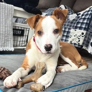 Enlarge Scarlett - in Foster!, a Adoptable Mixed Breed in Morrisville, VT image 4/6