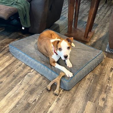 Enlarge Scarlett - in Foster!, a Adoptable Mixed Breed in Morrisville, VT image 5/6