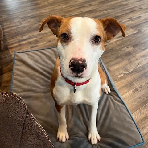 Enlarge Scarlett - in Foster!, a Adoptable Mixed Breed in Morrisville, VT image 6/6