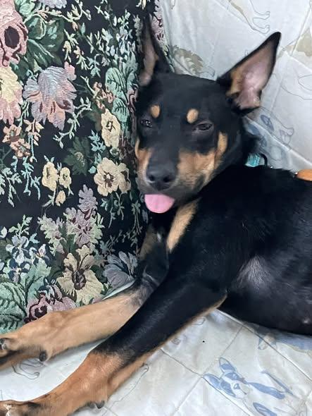 Enlarge Simba, an adopted mixed breed in Breinigsville, PA image 2/4