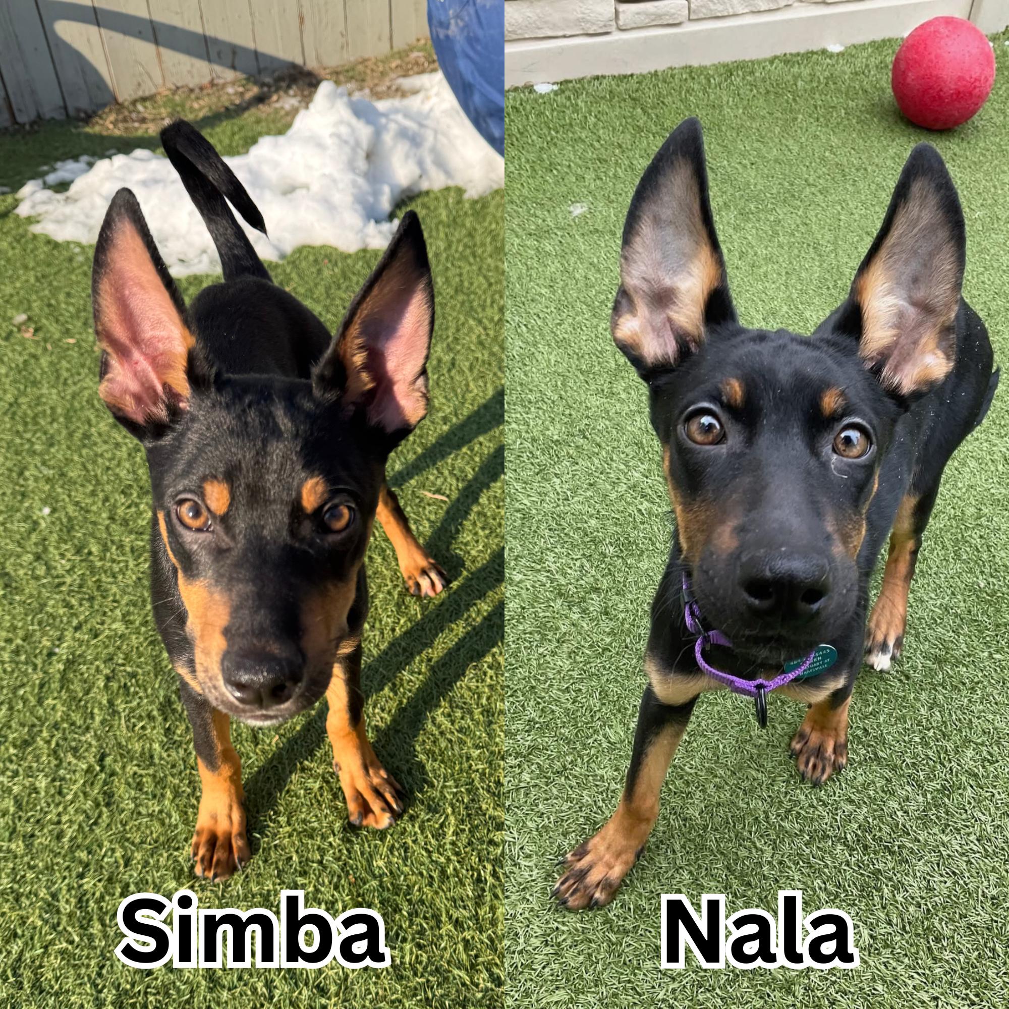 Enlarge Simba, an adopted mixed breed in Breinigsville, PA image 4/4