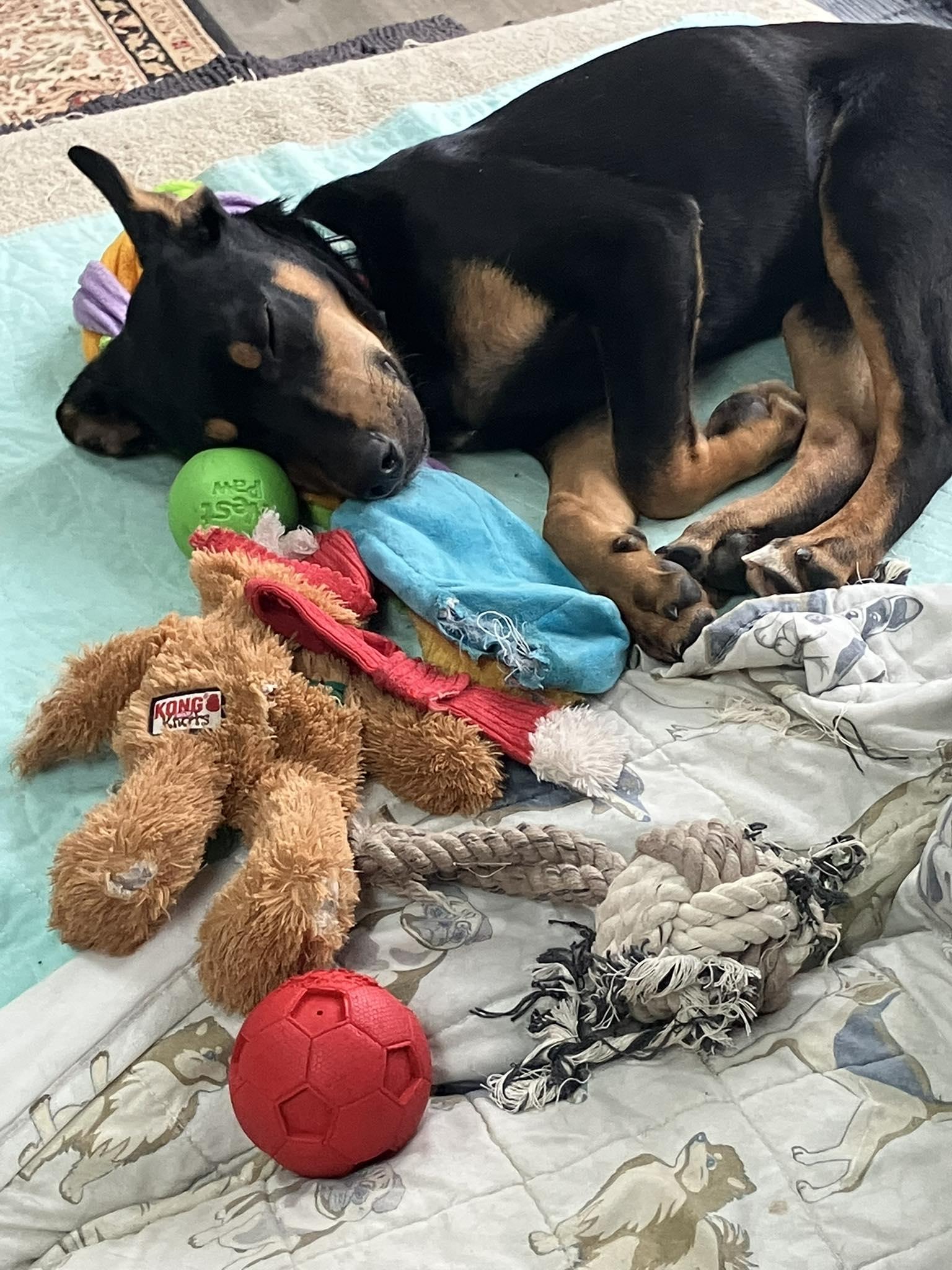 Enlarge Simba, an adopted mixed breed in Breinigsville, PA image 3/4