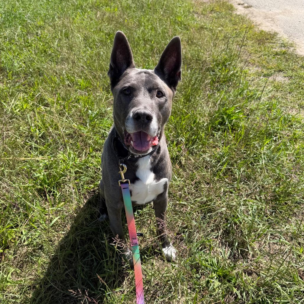 Cole, Adoptable, Senior Male Mixed Breed.