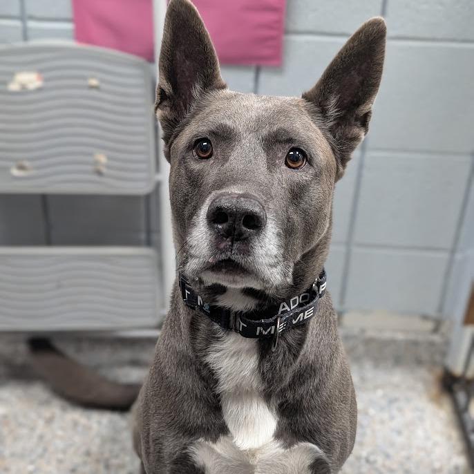 Enlarge Cole, a Adoptable Mixed Breed in West Olive, MI image 2/5