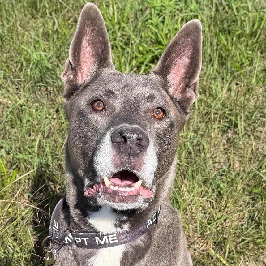 Enlarge Cole, a Adoptable Mixed Breed in West Olive, MI image 3/5