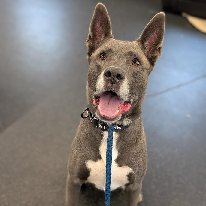 Enlarge Cole, a Adoptable Mixed Breed in West Olive, MI image 4/5
