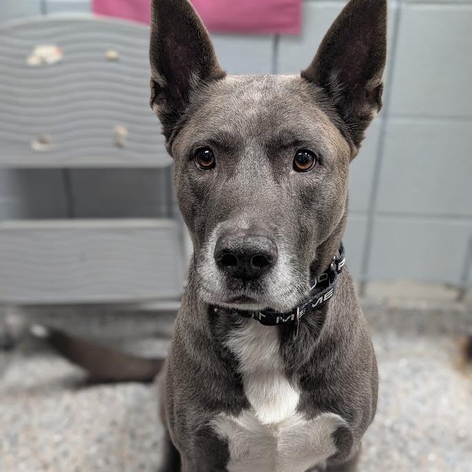 Enlarge Cole, a Adoptable Mixed Breed in West Olive, MI image 5/5