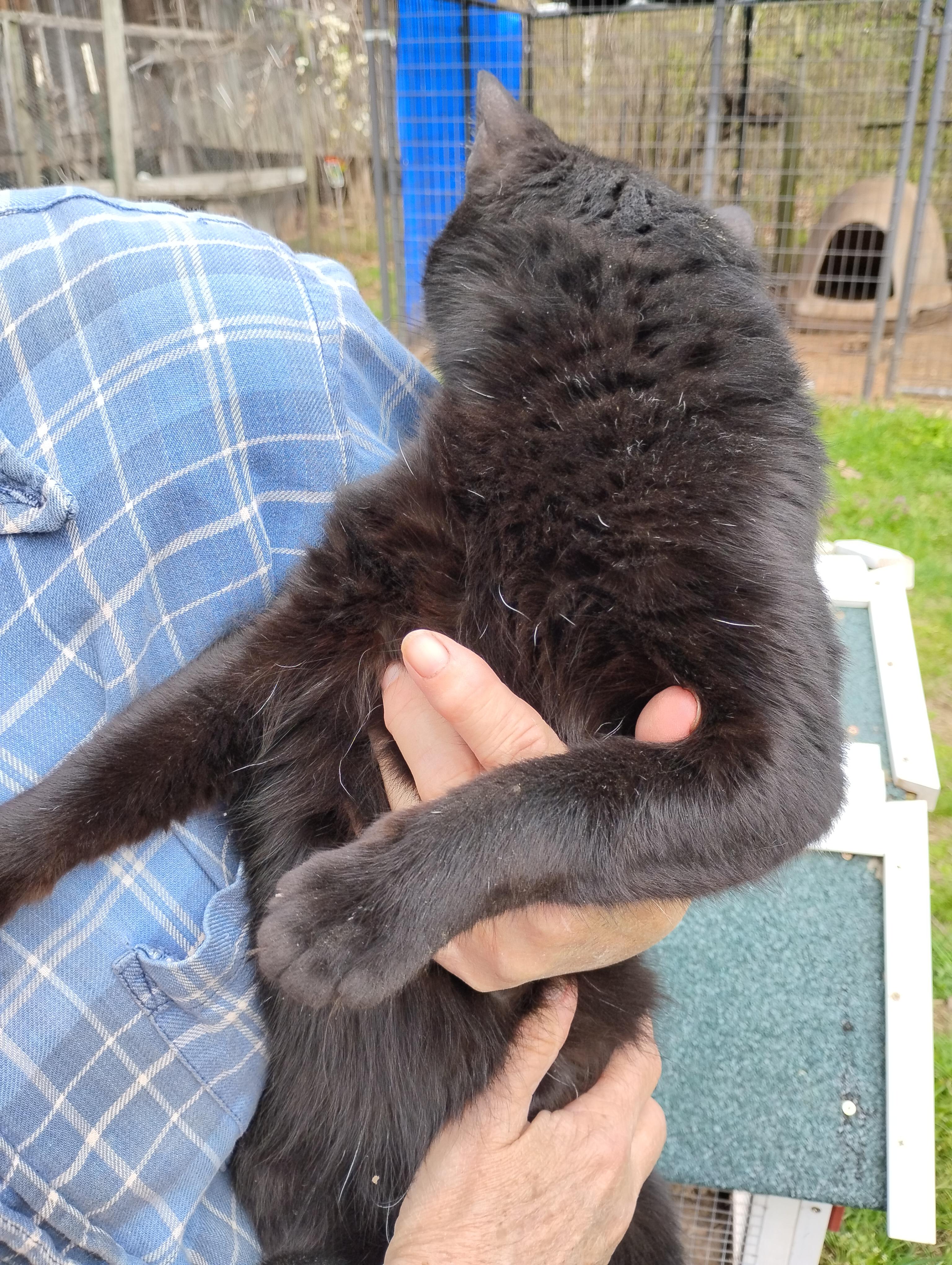 Enlarge Cage 7 Cat 1, a ADOPTABLE Domestic Short Hair in Glenville, WV image 1/1