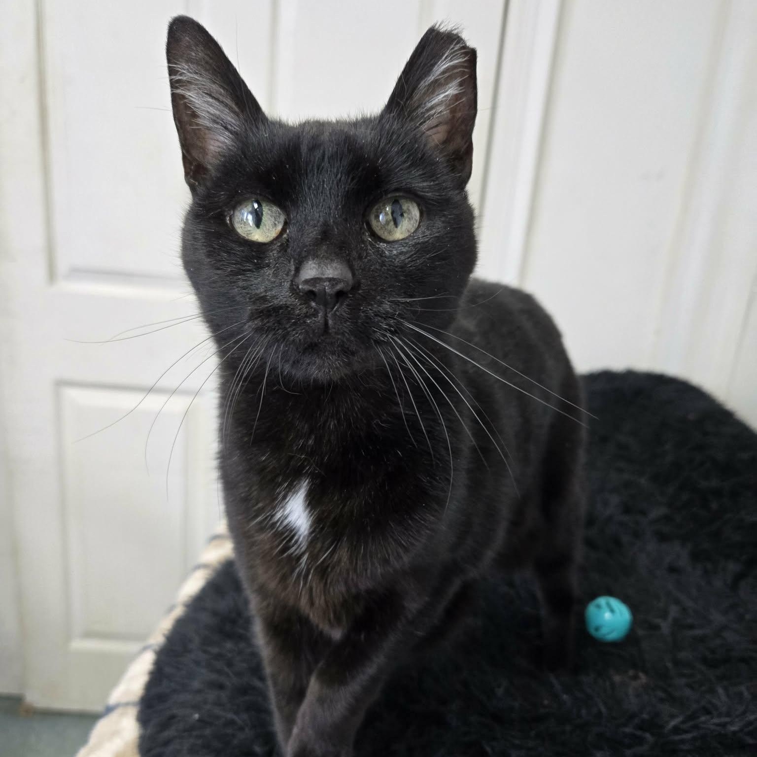 Suzie Q, ADOPTABLE, Senior Female Domestic Short Hair.