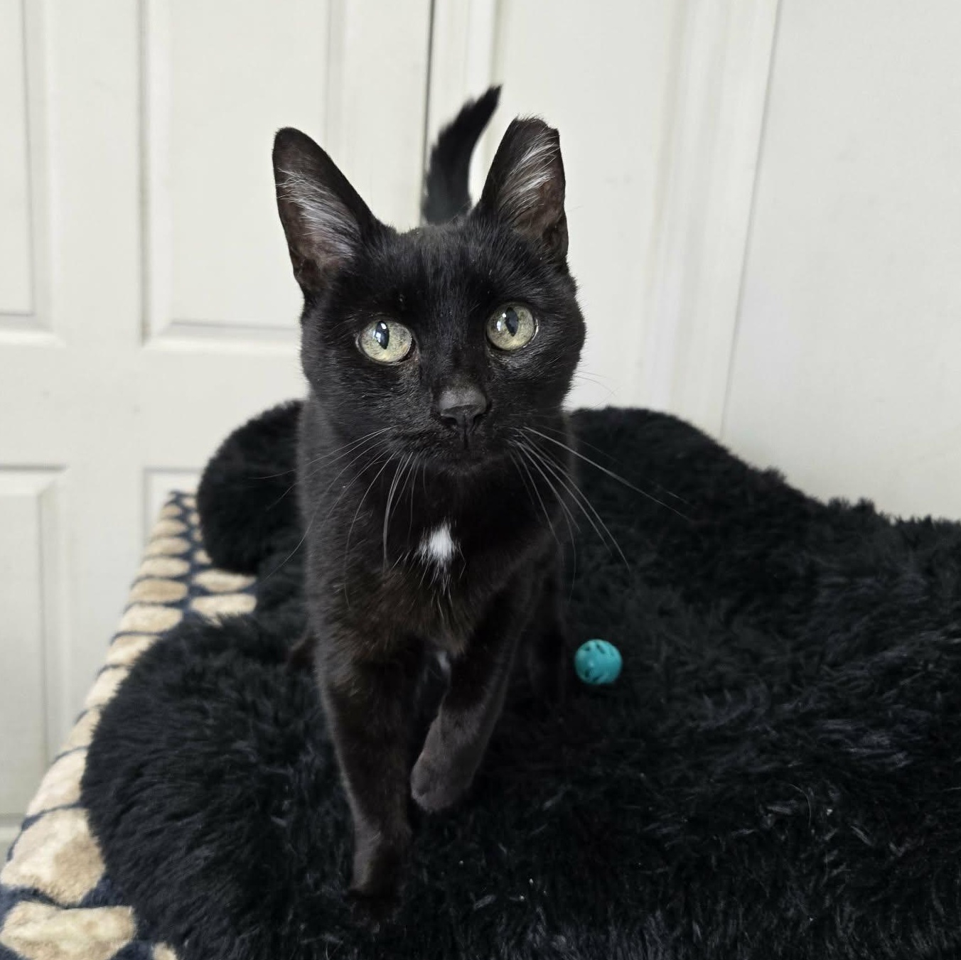 Enlarge Suzie Q, a ADOPTABLE Domestic Short Hair in Martinsville, IN image 2/2