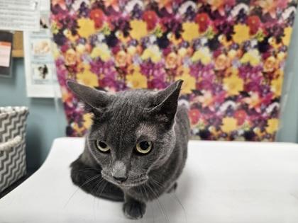 Enlarge Ashy, a Adoptable mixed breed in Maumee, OH image 1/2