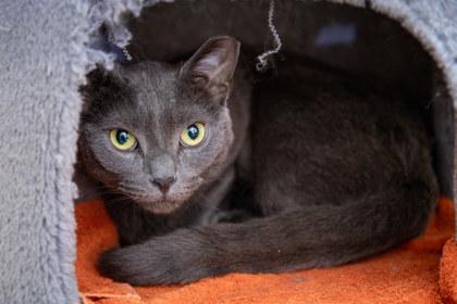 Enlarge Ashy, a Adoptable mixed breed in Maumee, OH image 2/2