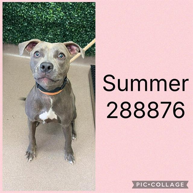 SUMMER, Adoptable, Young Female Mixed Breed.