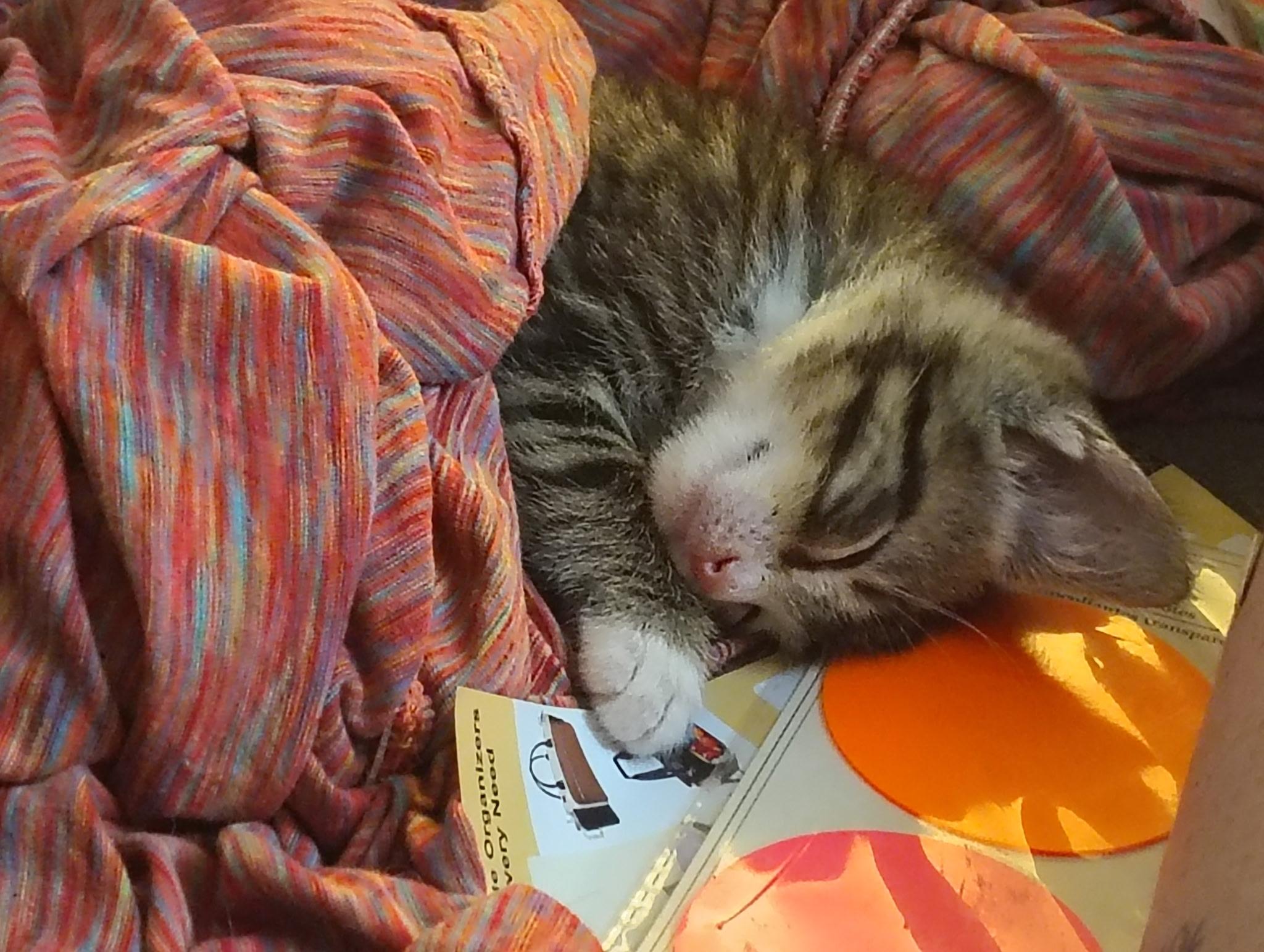 Hercules, adopted, Kitten Male Domestic Short Hair.