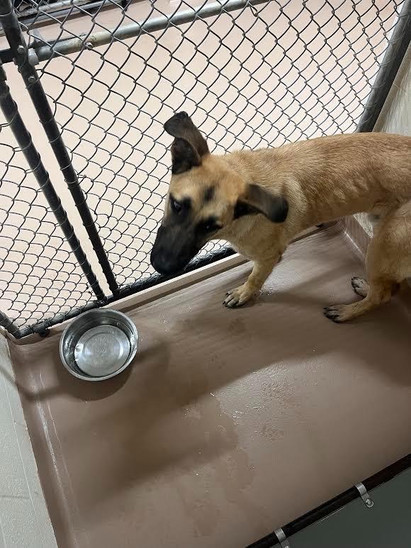 Blondie, Adoptable, Young Male German Shepherd Dog & Black Mouth Cur.