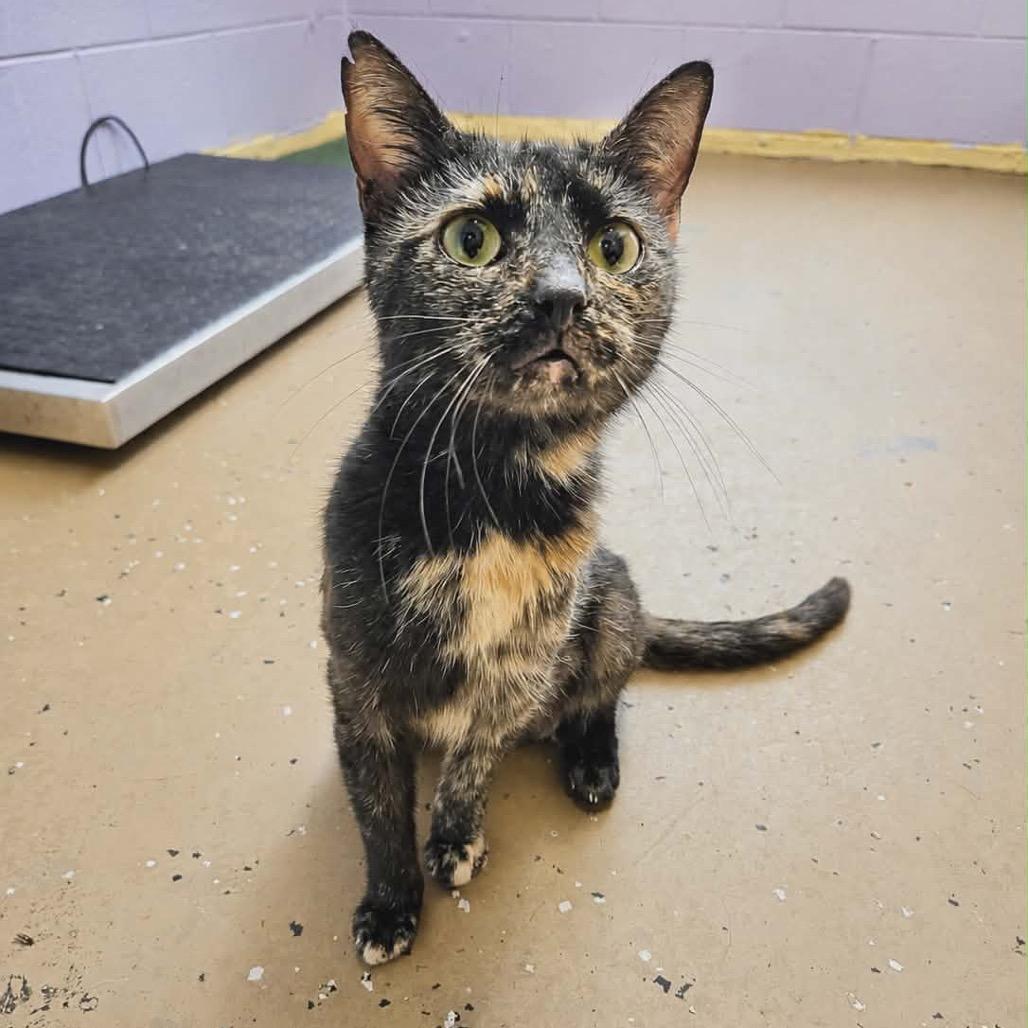 Spaghetti, Adoptable, Adult Female Domestic Short Hair.
