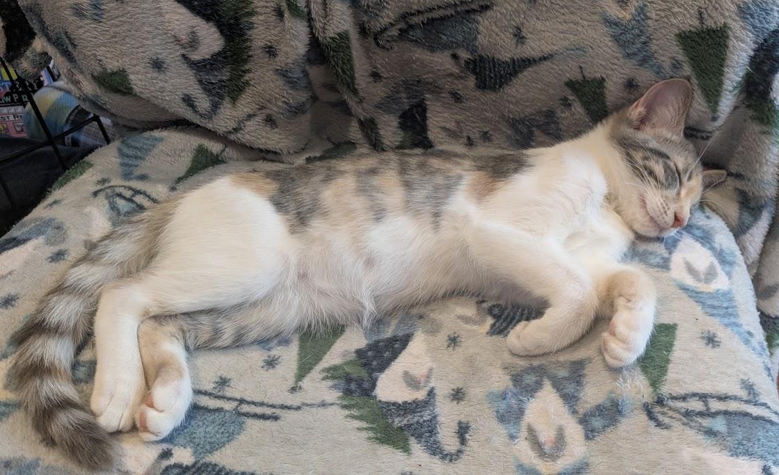 Cali J at Feeders Pet Supply, Kenwood