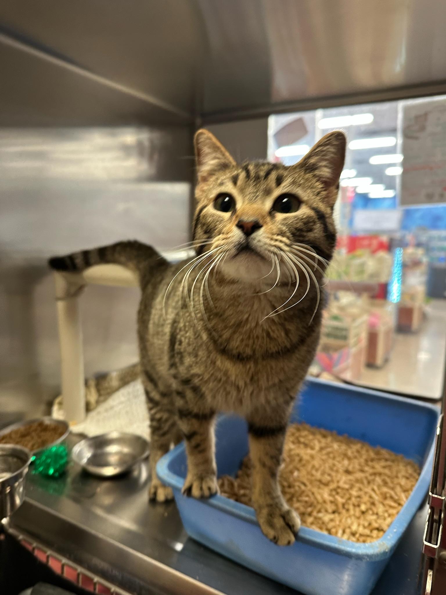 Enlarge Trout, a Adopted Domestic Short Hair in Flagstaff, AZ image 2/4