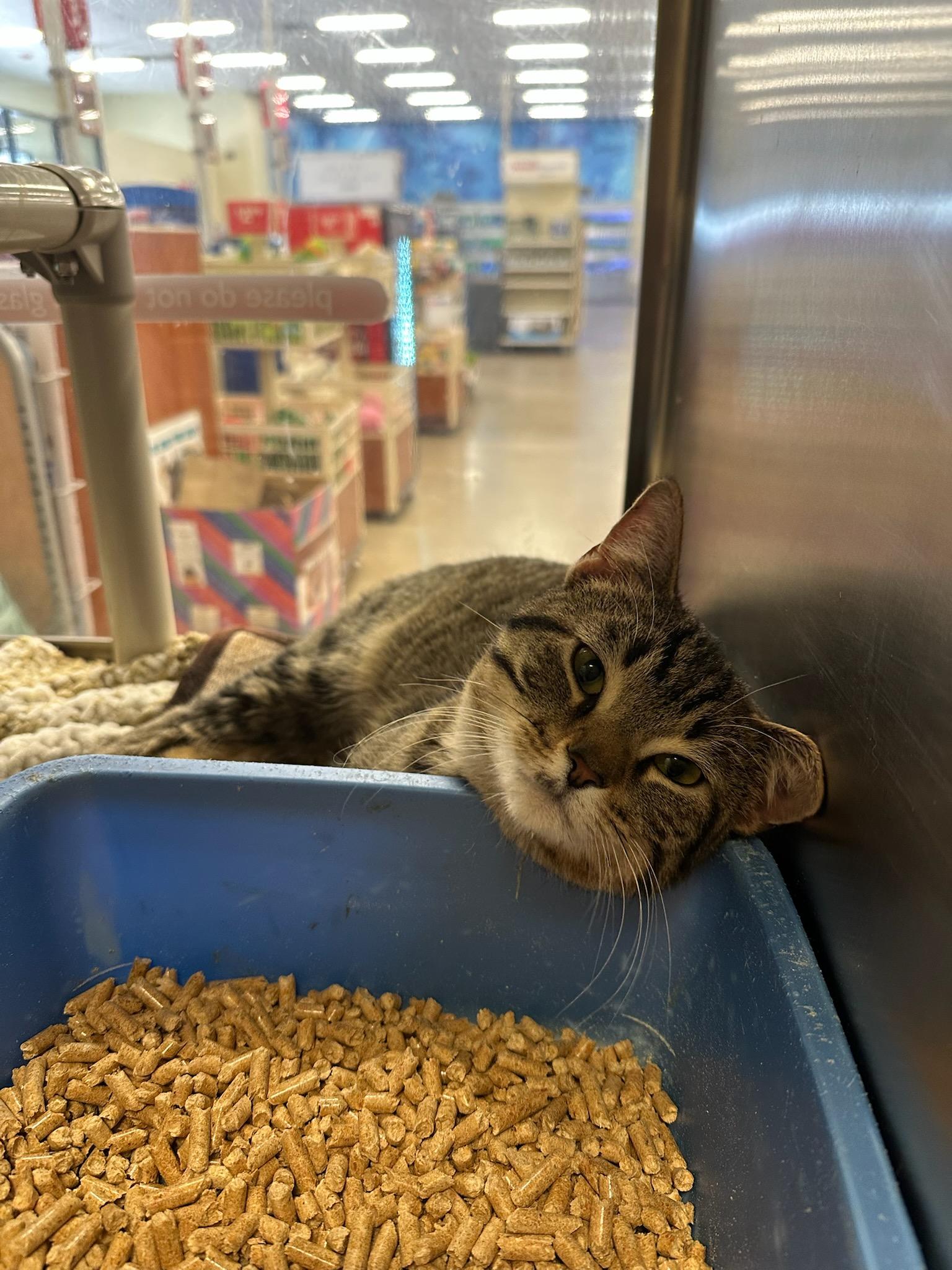 Enlarge Trout, a Adopted Domestic Short Hair in Flagstaff, AZ image 4/4