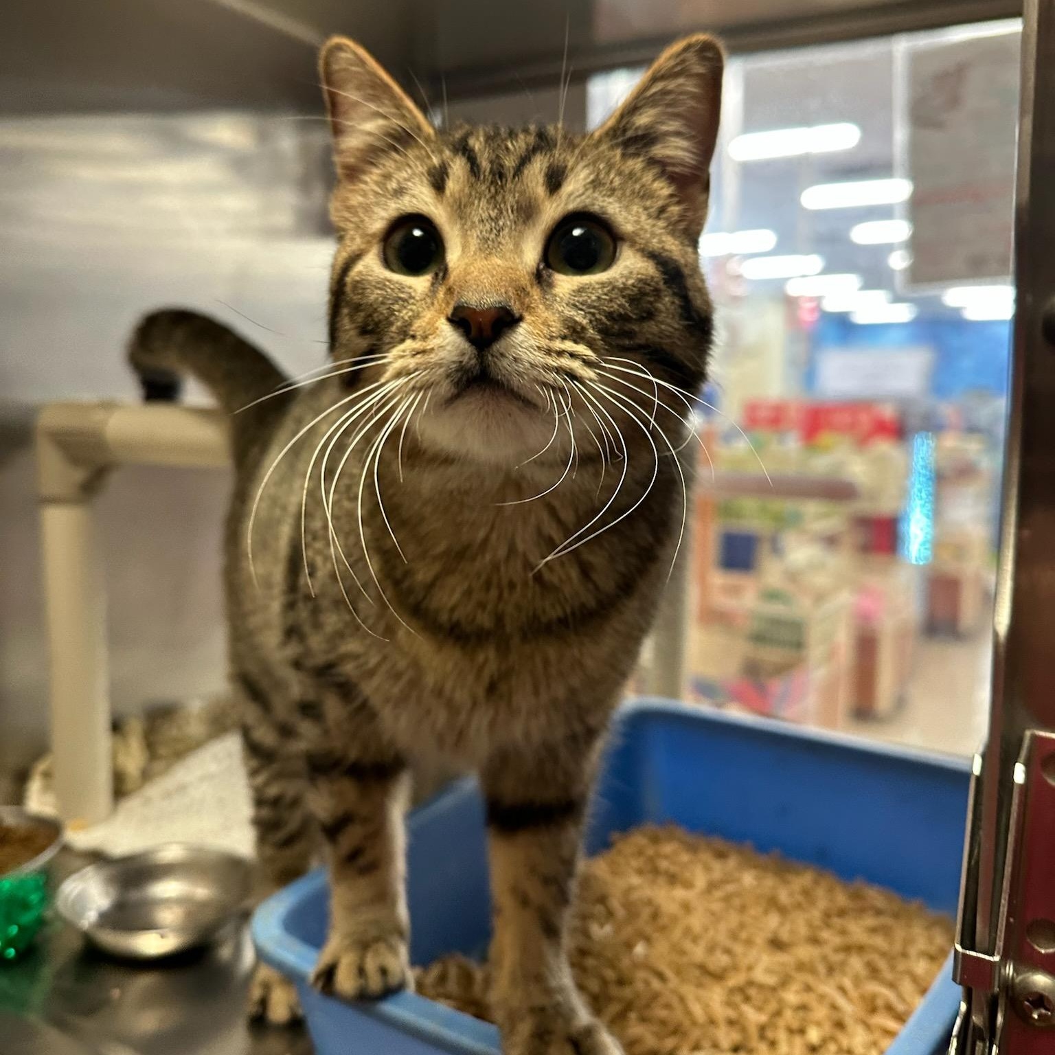 Enlarge Trout, a Adopted Domestic Short Hair in Flagstaff, AZ image 1/4