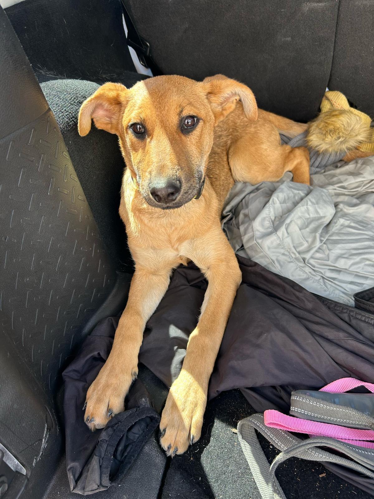 Lilo, Adoptable, Young Female Shepherd.