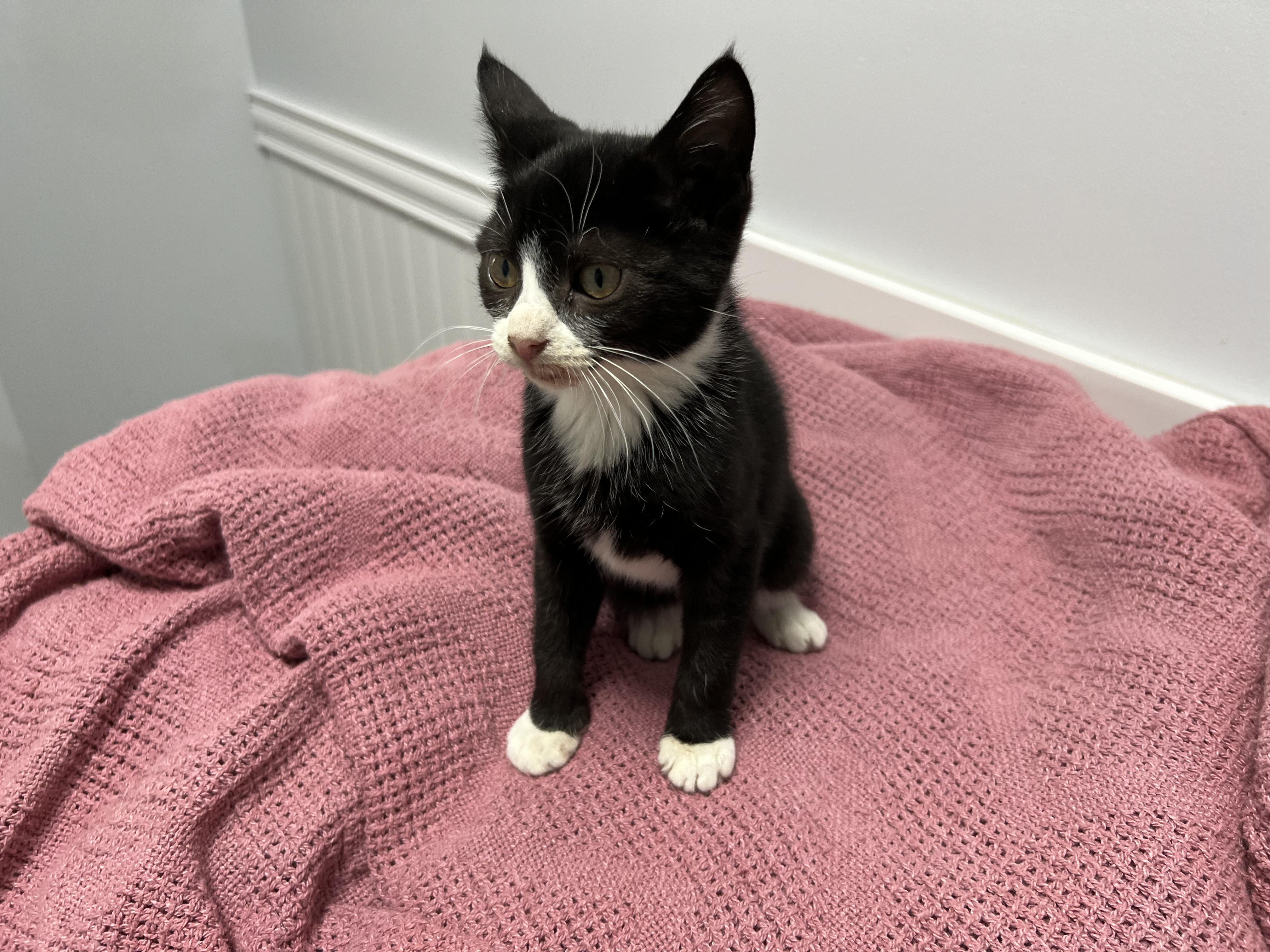 Solstice, adopted, Young Female Domestic Short Hair.