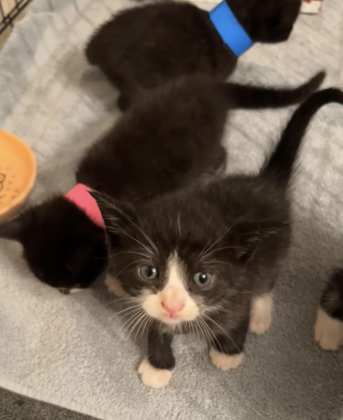 Solstice, Young Female unknown