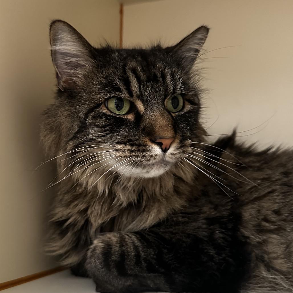 Monty, a Adoptable Domestic Long Hair in Murray, UT image 2/5