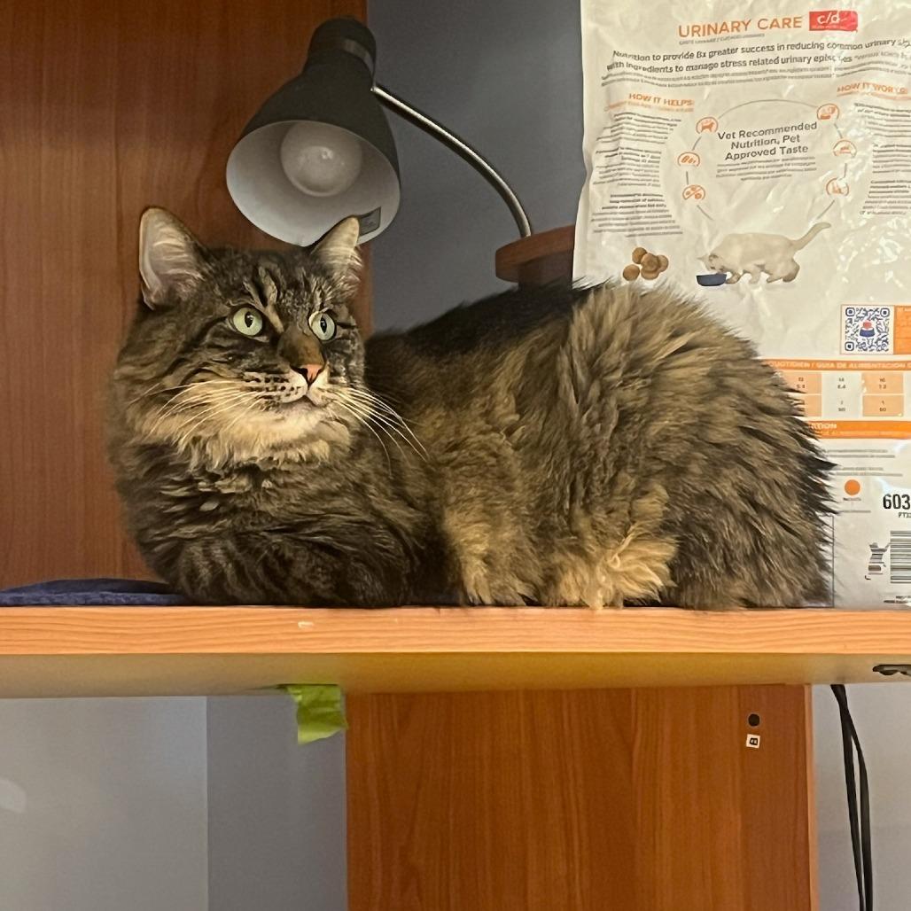 Monty, a Adoptable Domestic Long Hair in Murray, UT image 3/5