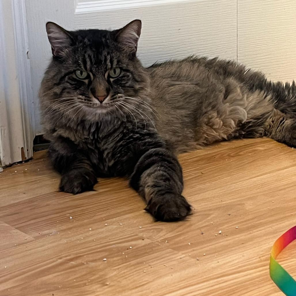 Monty, a Adoptable Domestic Long Hair in Murray, UT image 5/5