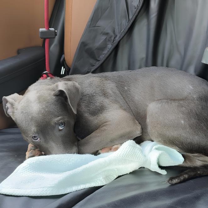 Anara, an adopted Pit Bull Terrier in Naperville, IL image 3/3