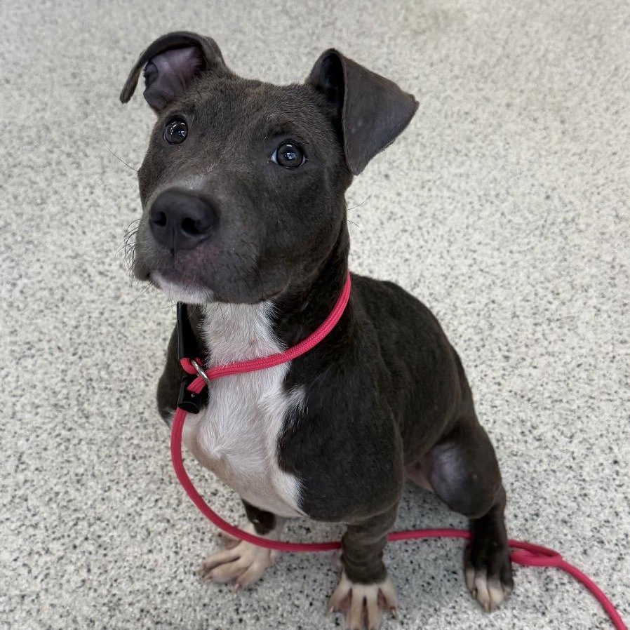 Anara, an adopted Pit Bull Terrier in Naperville, IL image 1/3