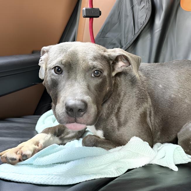 Anara, an adopted Pit Bull Terrier in Naperville, IL image 2/3