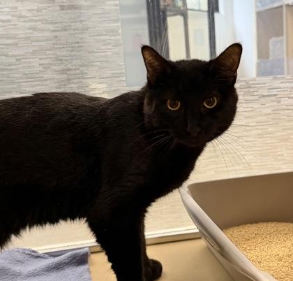 Plum, a ADOPTABLE Domestic Short Hair in Dubuque, IA image 1/2