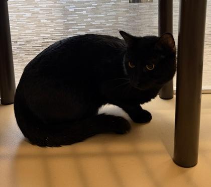 Plum, a ADOPTABLE Domestic Short Hair in Dubuque, IA image 2/2