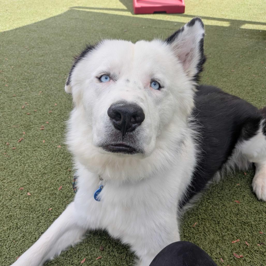 Iggy, Adoptable, Adult Male Alaskan Malamute & American Staffordshire Terrier.