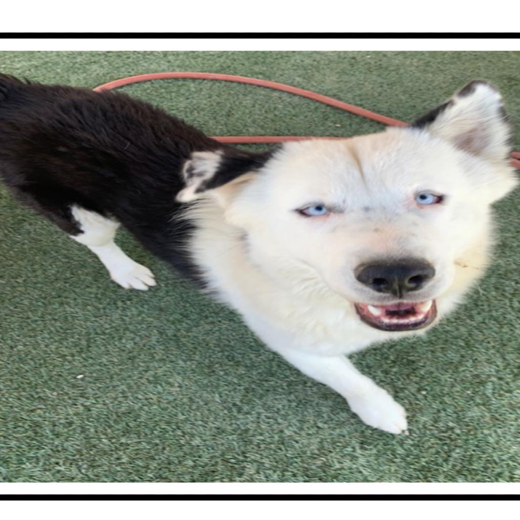 Iggy, a Adoptable mixed breed in Apache Junction, AZ image 3/4