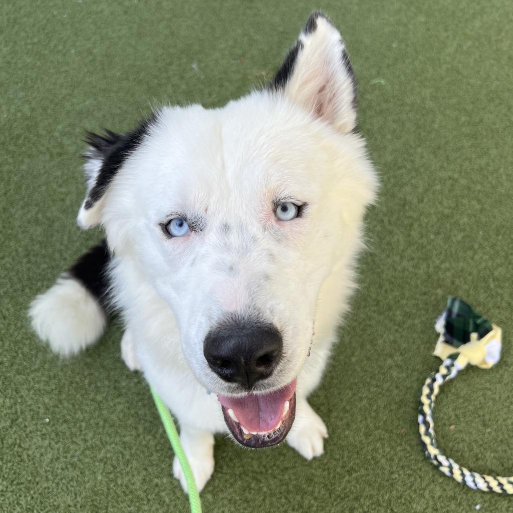 Iggy, a Adoptable mixed breed in Apache Junction, AZ image 4/4