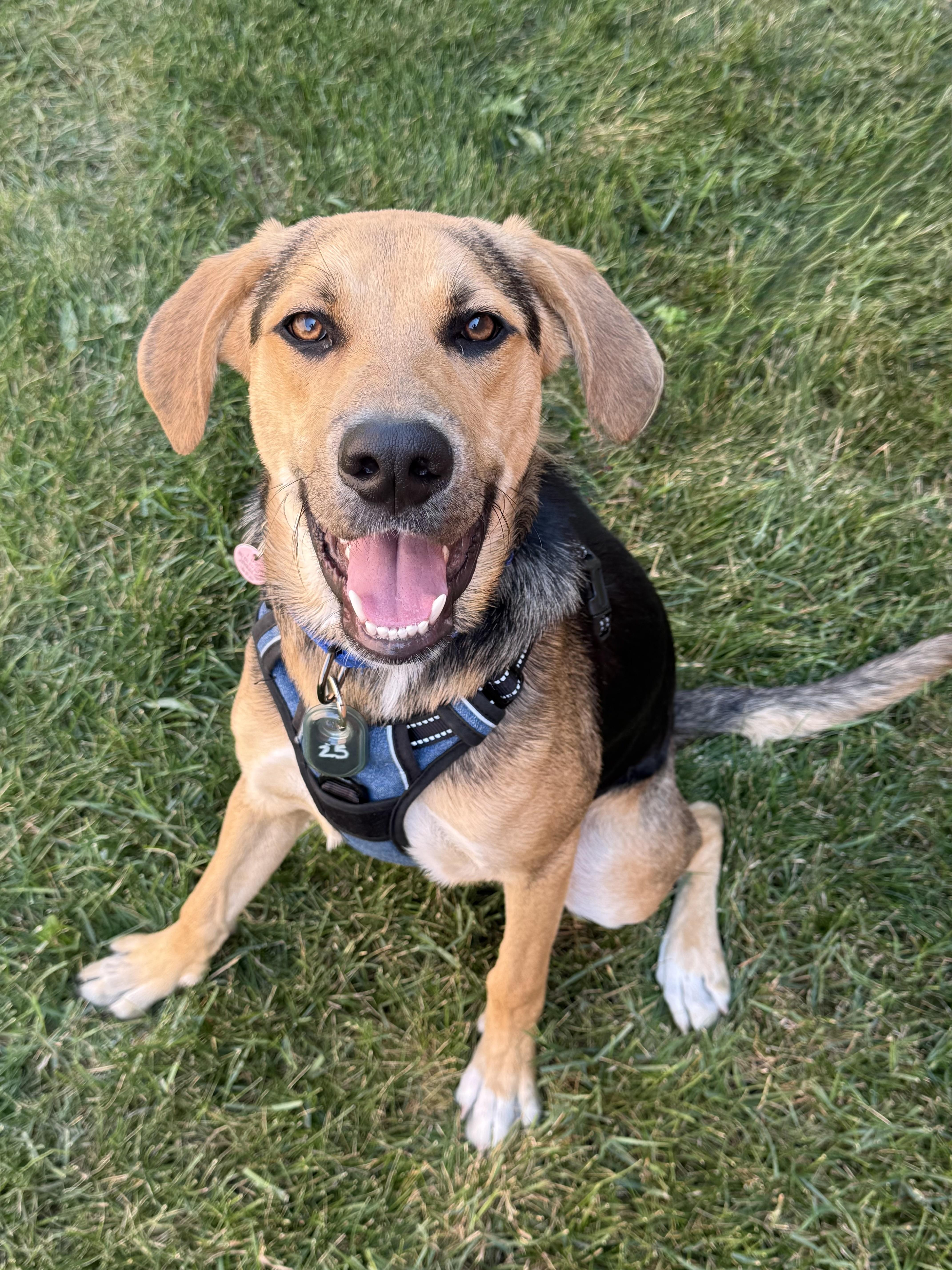 Enlarge Dak, an adoptable mixed breed in Itasca, IL image 4/4