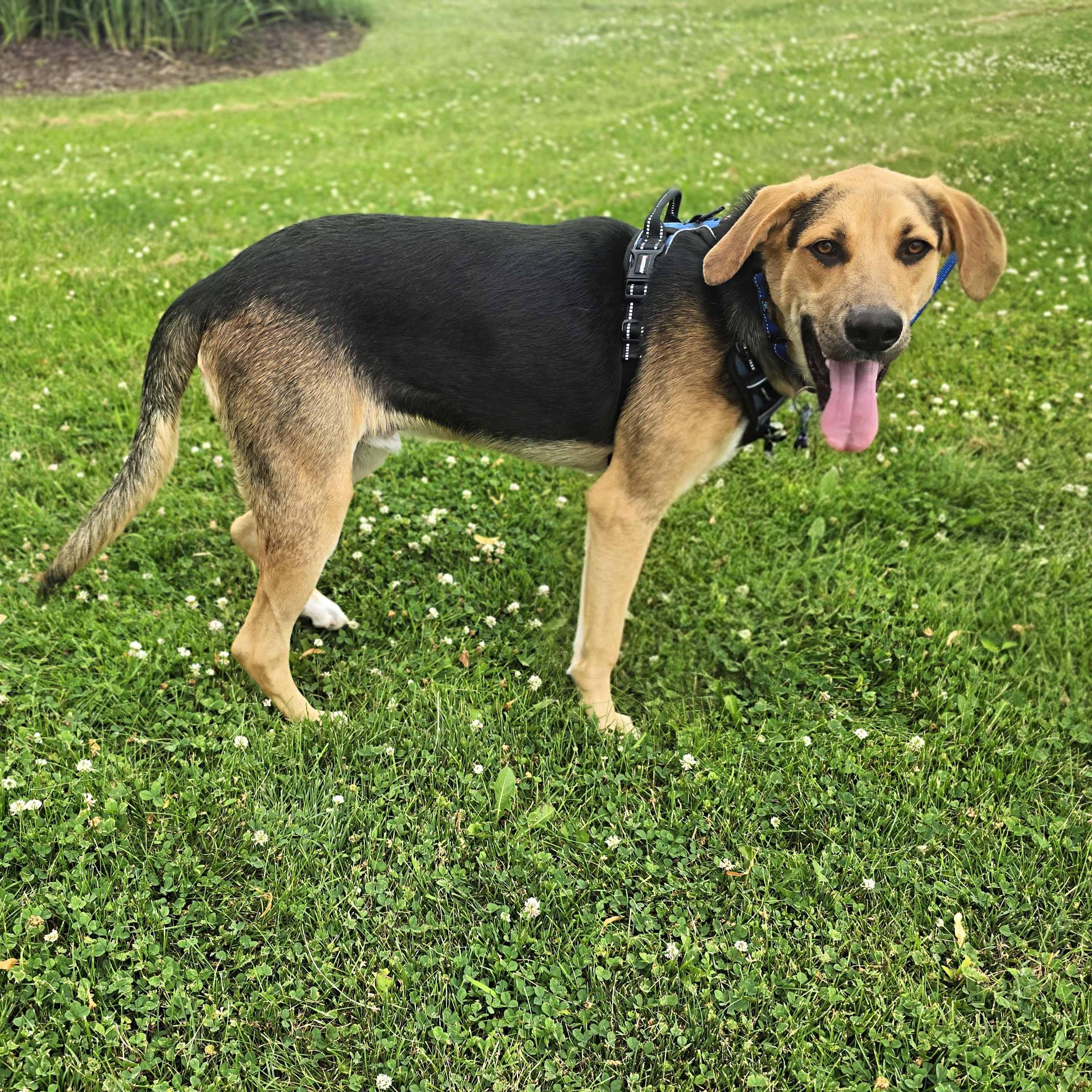 Enlarge Dak, an adoptable mixed breed in Itasca, IL image 3/4