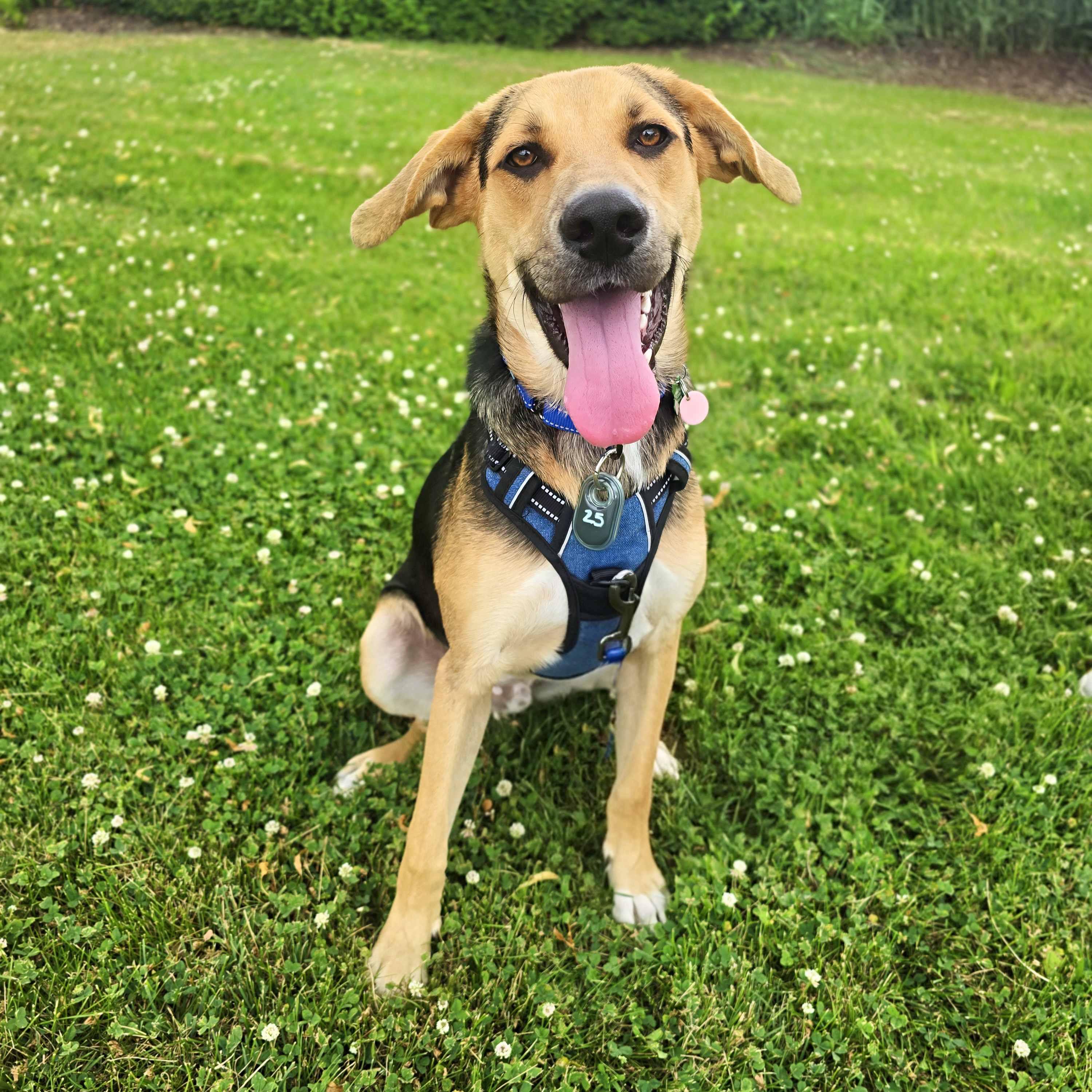 Enlarge Dak, an adoptable mixed breed in Itasca, IL image 2/4