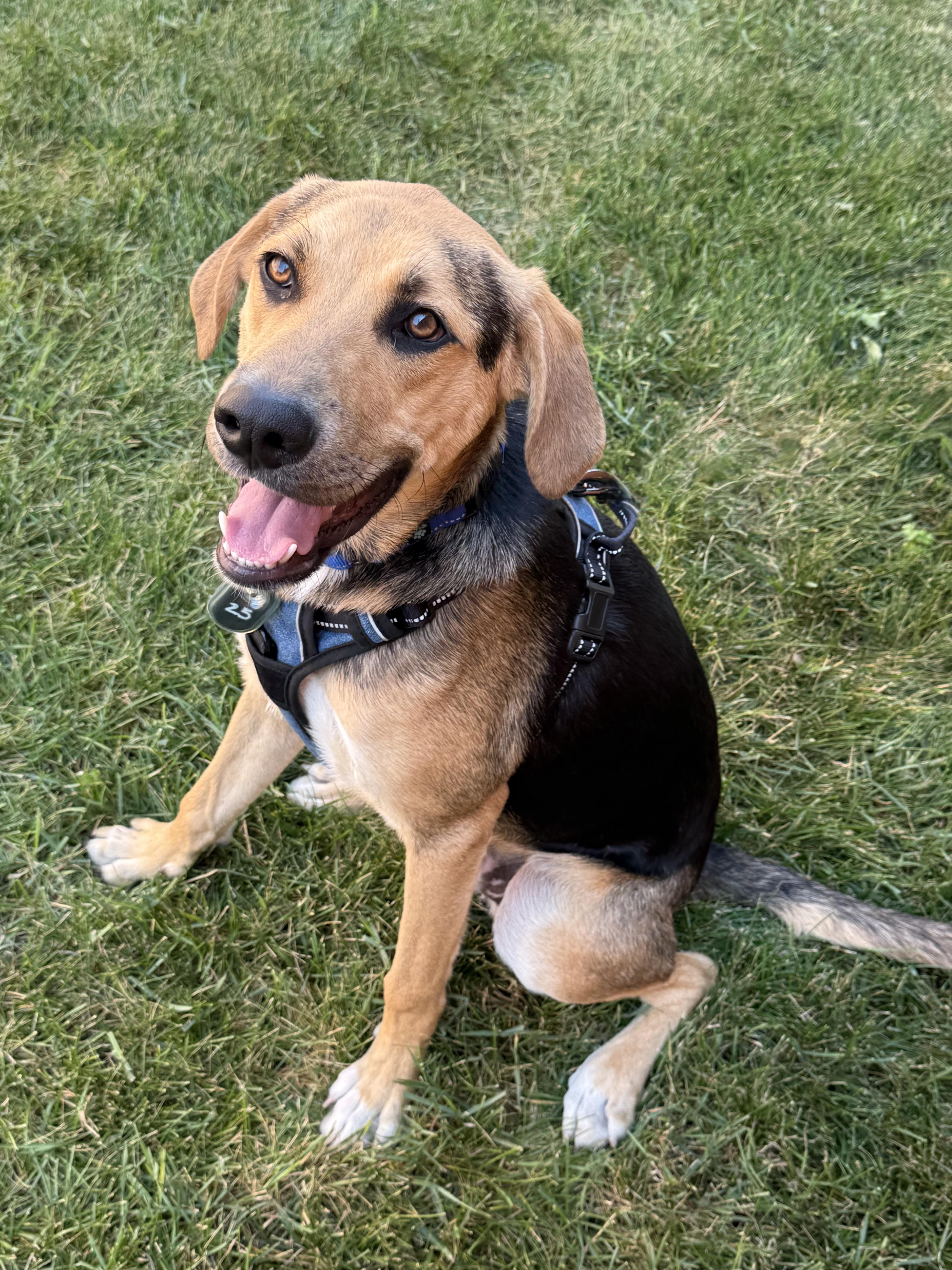 Dak, adoptable, Young Male Shepherd.